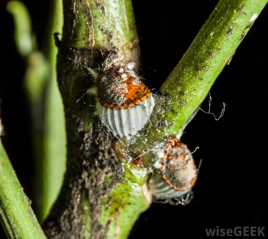 The red dye of cochineal insects can be considered a raw material.